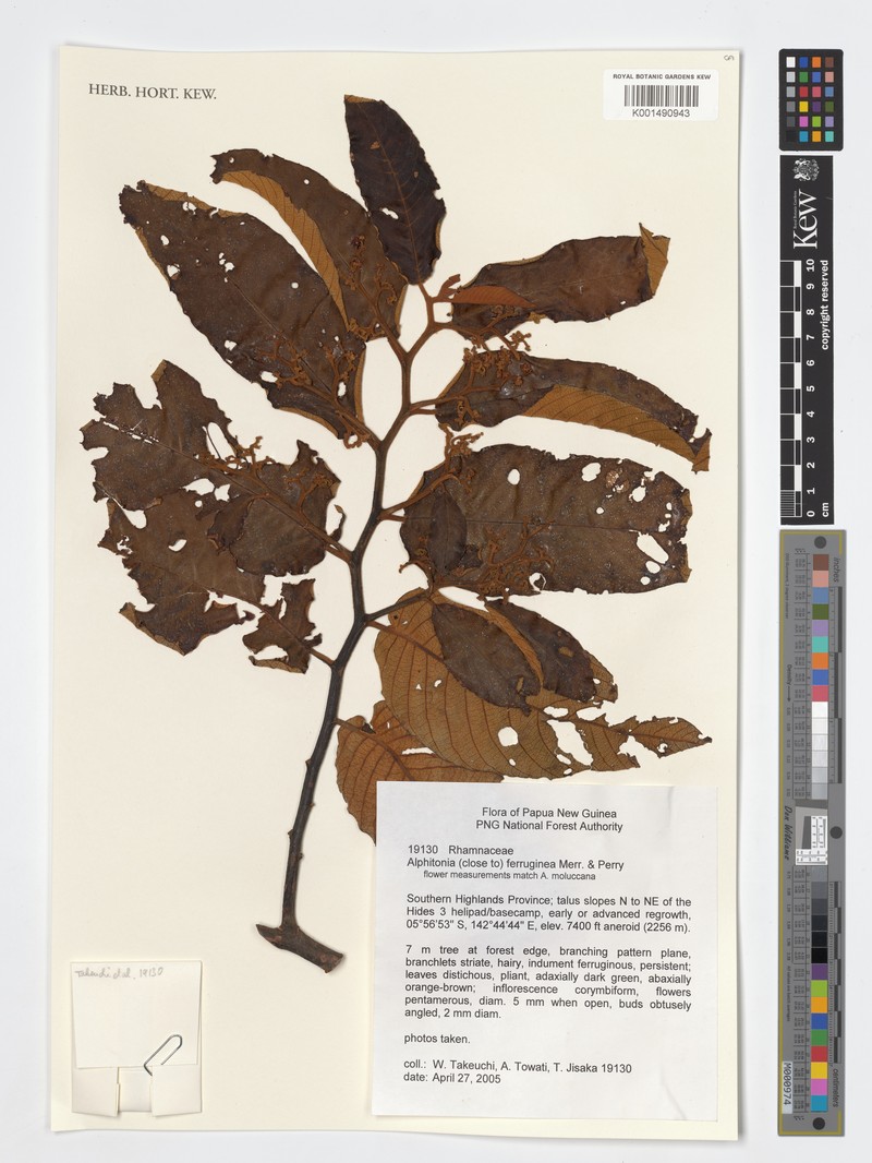 Alphitonia ferruginea photo 2