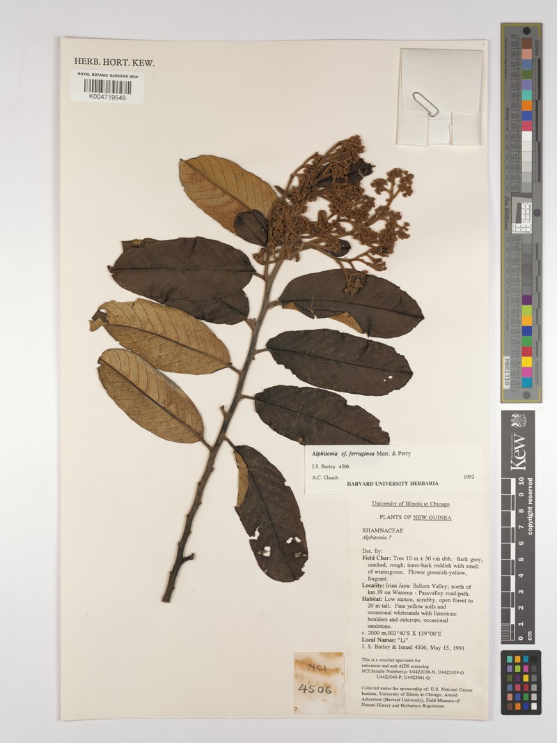 Alphitonia ferruginea photo 3