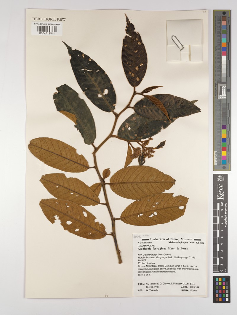 Alphitonia ferruginea photo 4