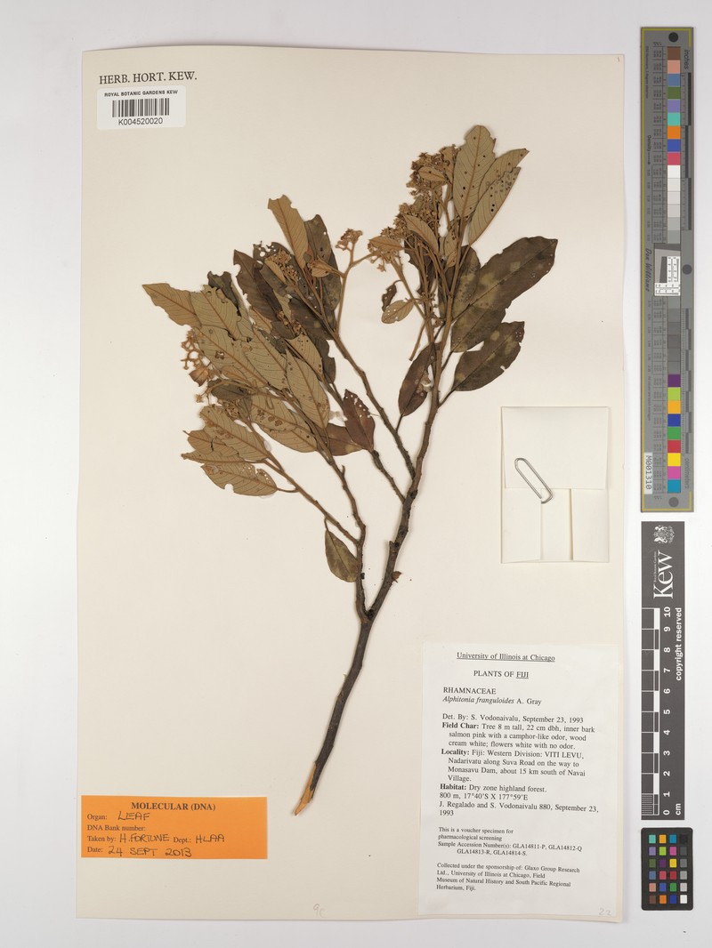 Alphitonia franguloides