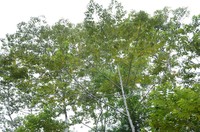 Alphitonia incana