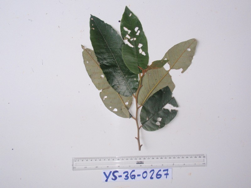 Alphitonia incana photo 5