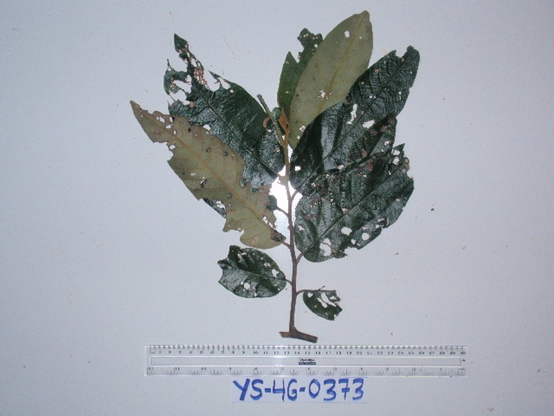 Alphitonia incana photo 6