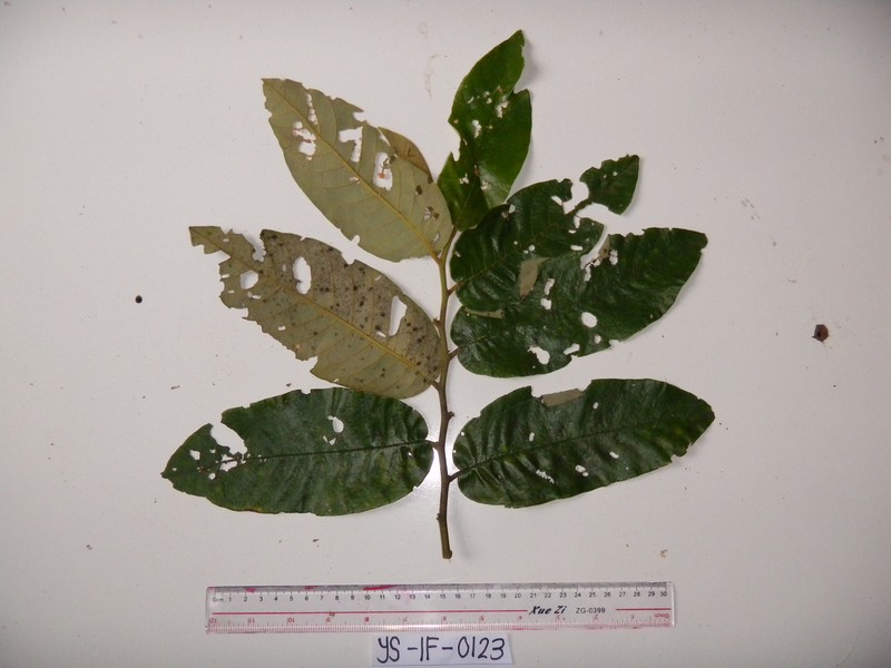 Alphitonia incana photo 7