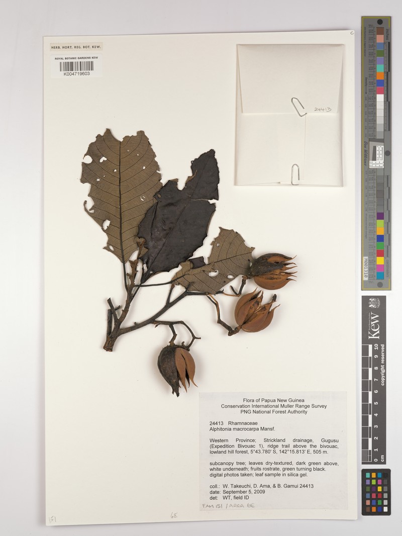 Alphitonia macrocarpa
