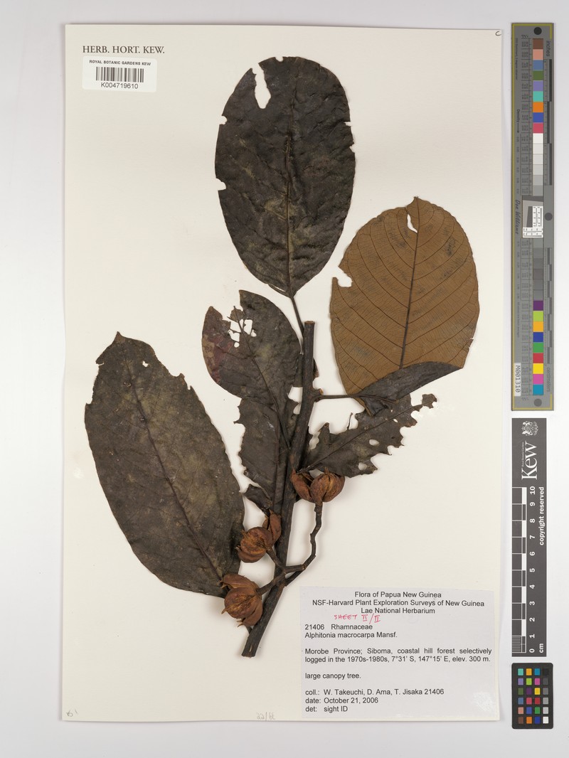 Alphitonia macrocarpa photo 2