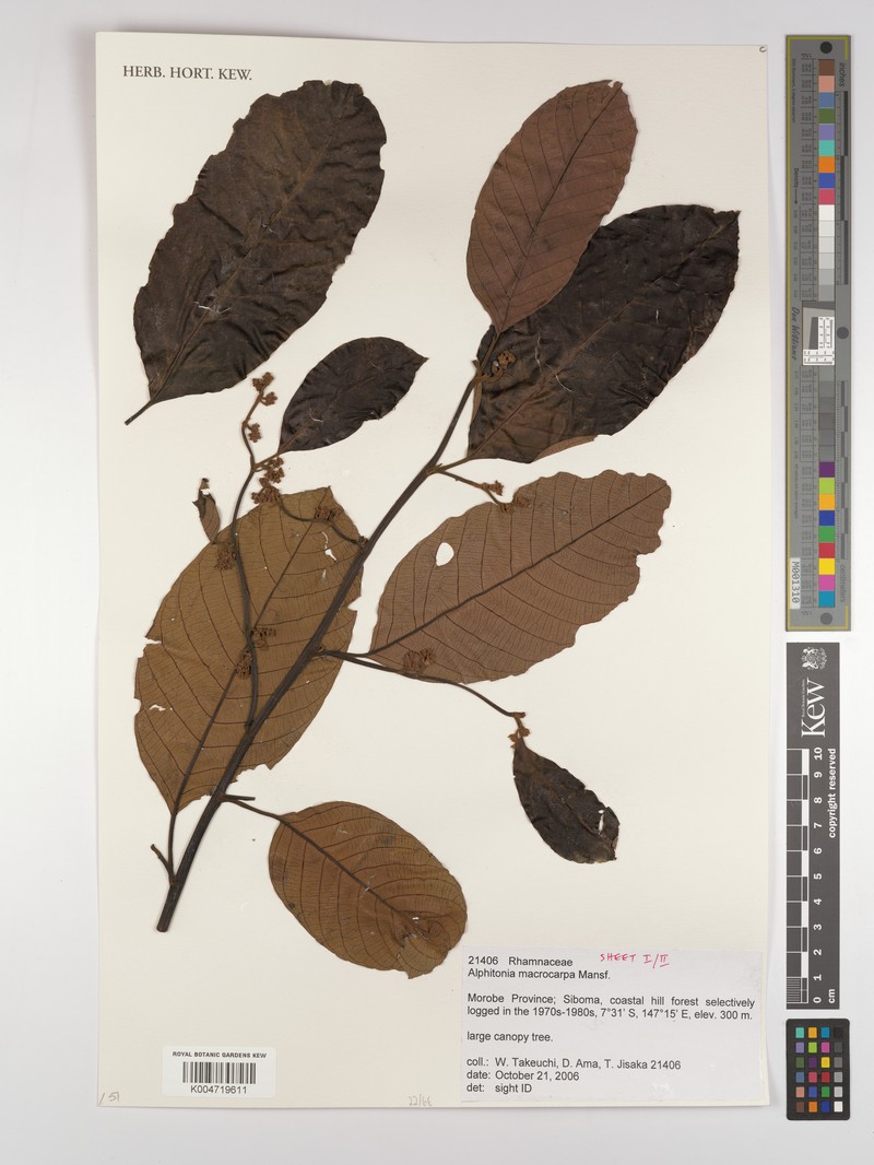 Alphitonia macrocarpa photo 3