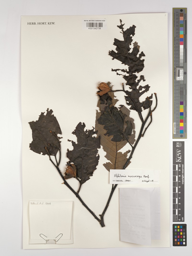 Alphitonia macrocarpa photo 4