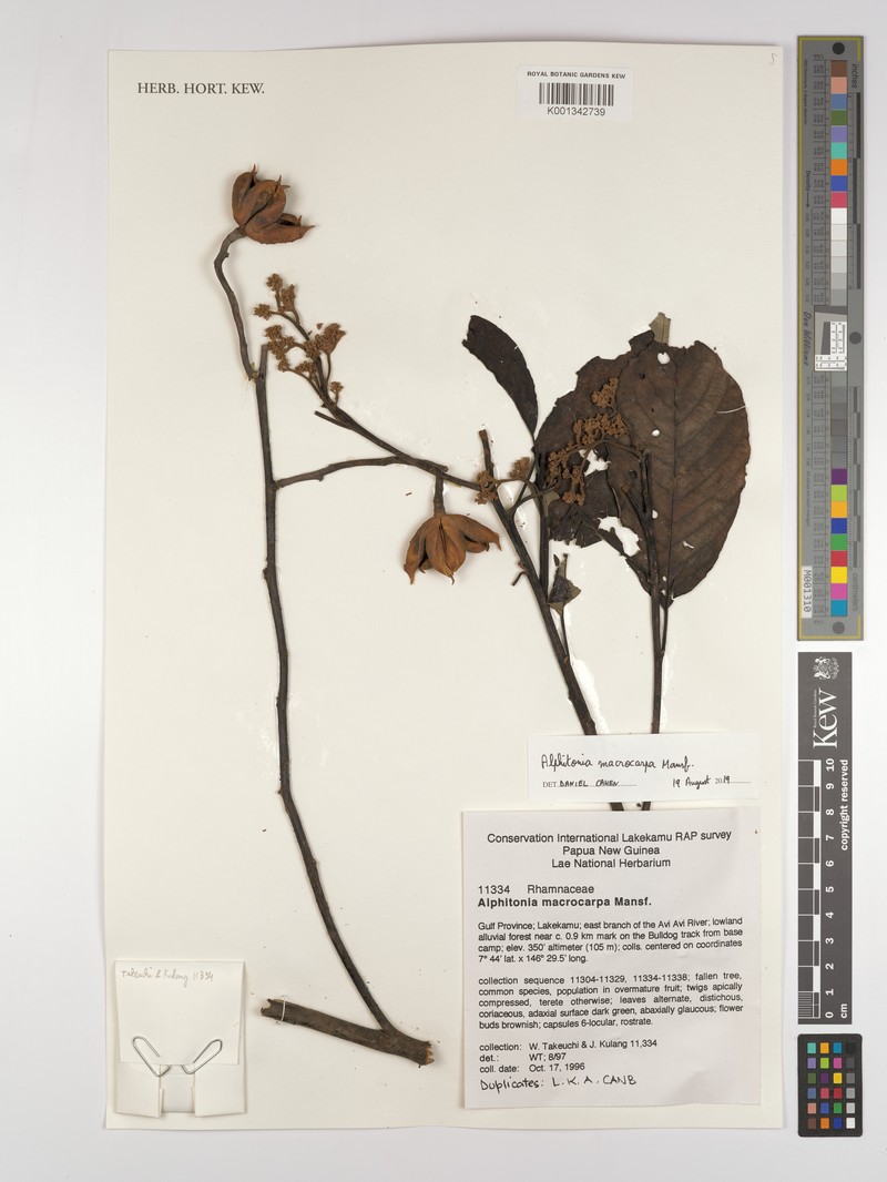 Alphitonia macrocarpa photo 5