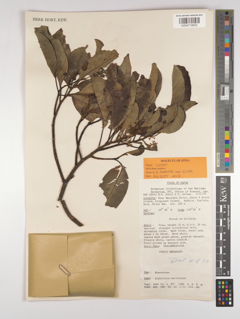 Alphitonia macrocarpa photo 6