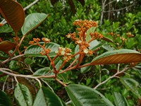 Alphitonia neocaledonica