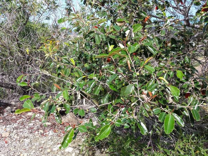 Alphitonia neocaledonica photo 2