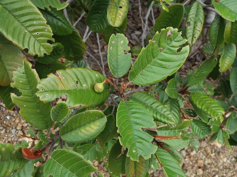 Alphitonia neocaledonica photo 3