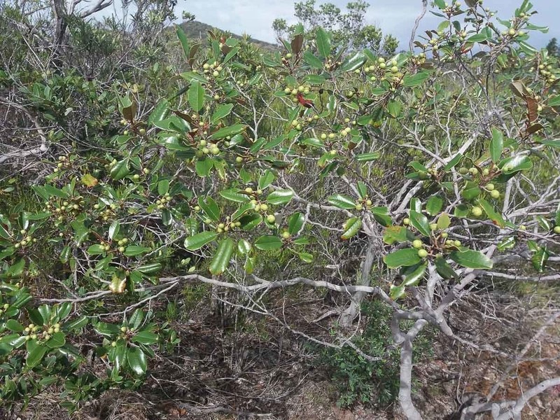 Alphitonia neocaledonica photo 4