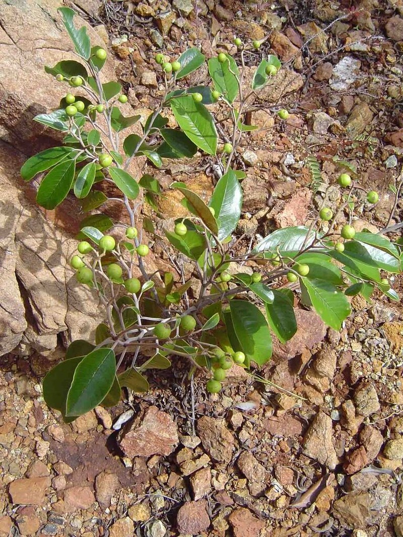 Alphitonia neocaledonica photo 5
