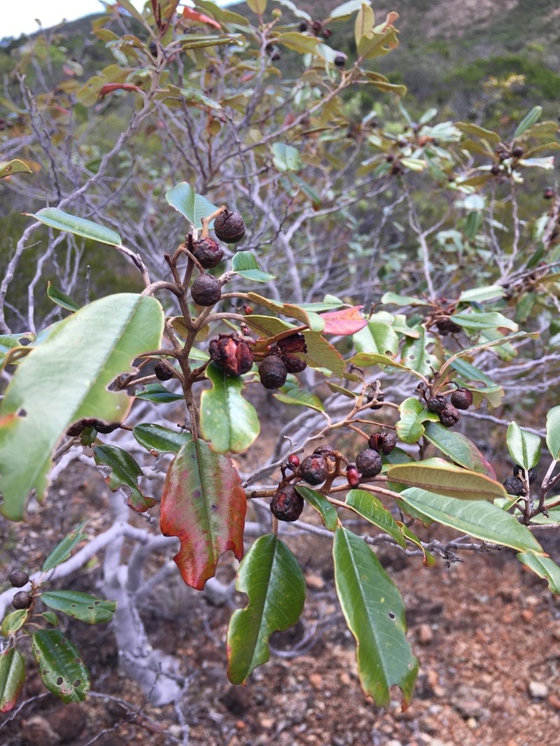 Alphitonia neocaledonica photo 6