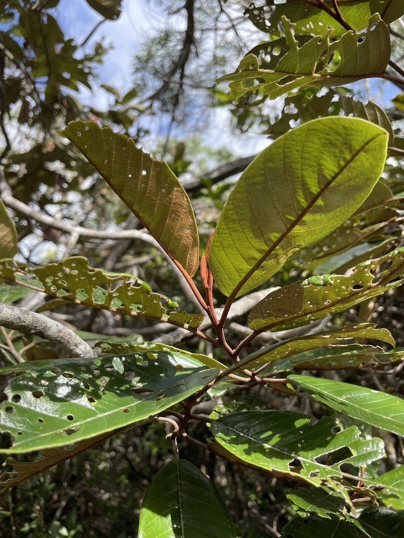 Alphitonia neocaledonica photo 7