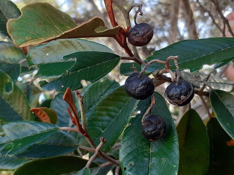 Alphitonia neocaledonica photo 8
