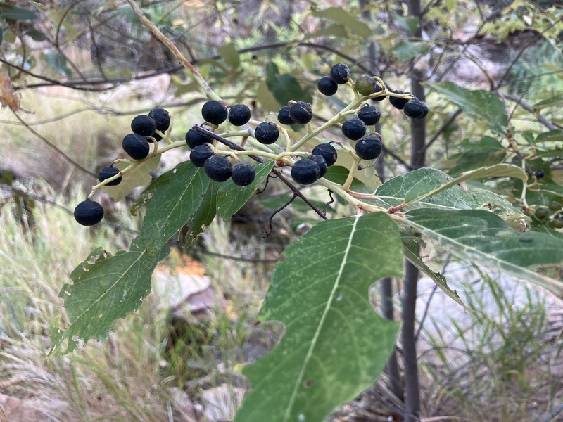 Alphitonia oblata