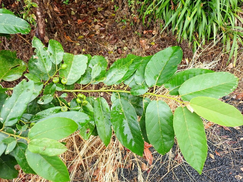 Alphitonia oblata photo 2