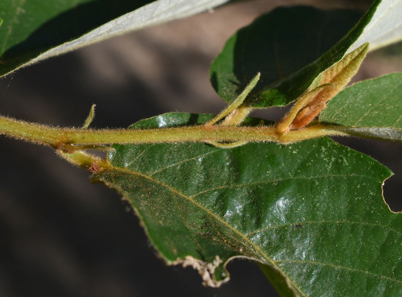 Alphitonia oblata photo 4