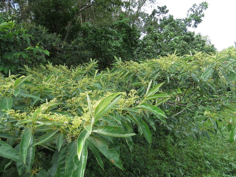 Alphitonia oblata photo 6