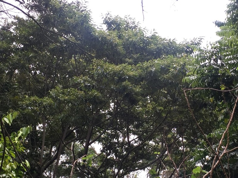Alphitonia oblata photo 8