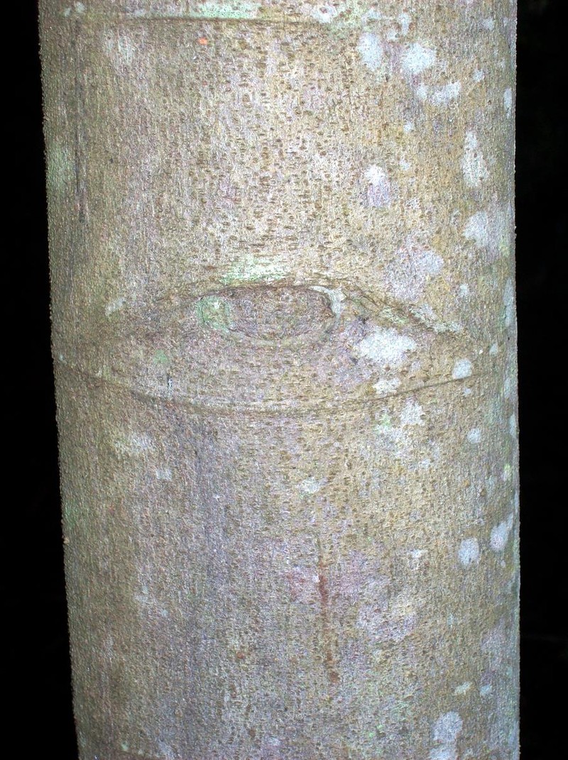 Alphitonia petriei