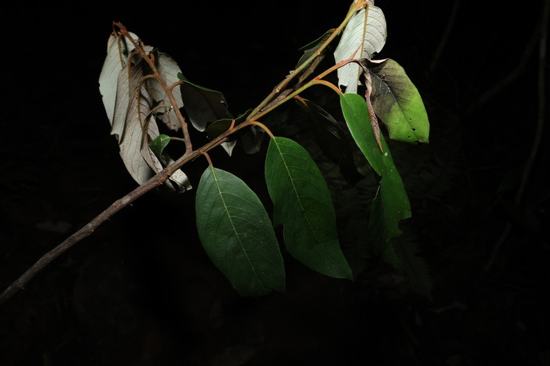 Alphitonia petriei photo 2