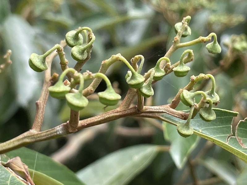 Alphitonia petriei photo 3
