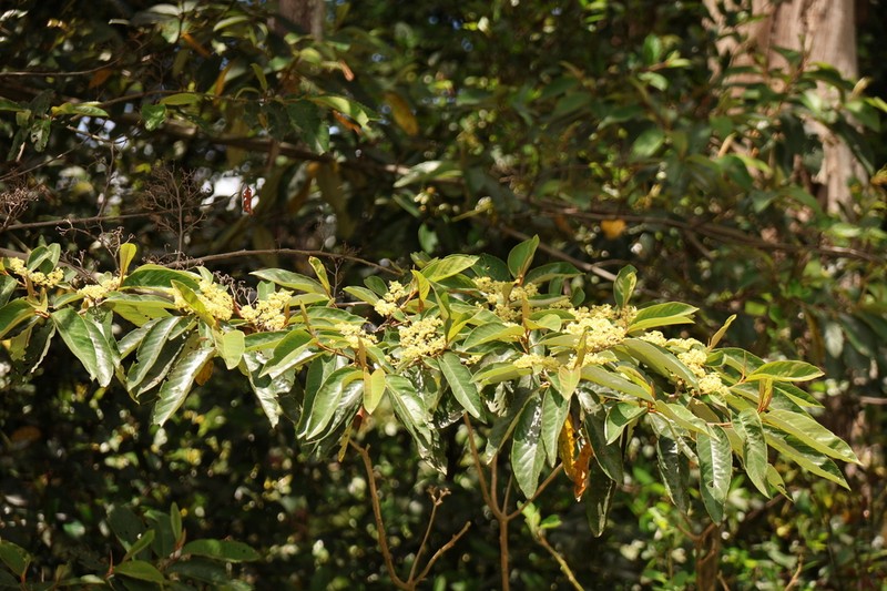 Alphitonia petriei photo 4