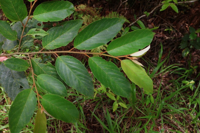 Alphitonia petriei photo 5