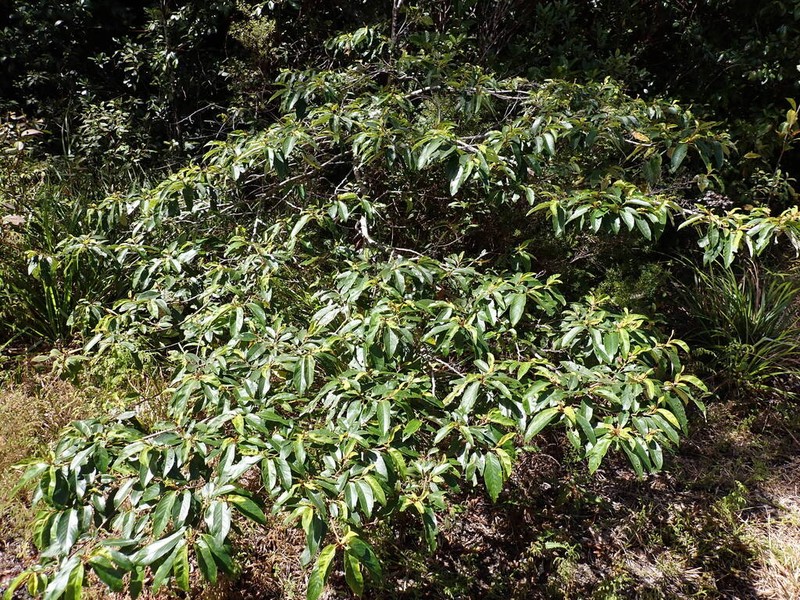 Alphitonia petriei photo 6