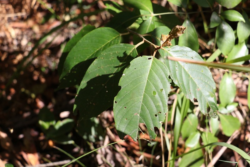Alphitonia petriei photo 7