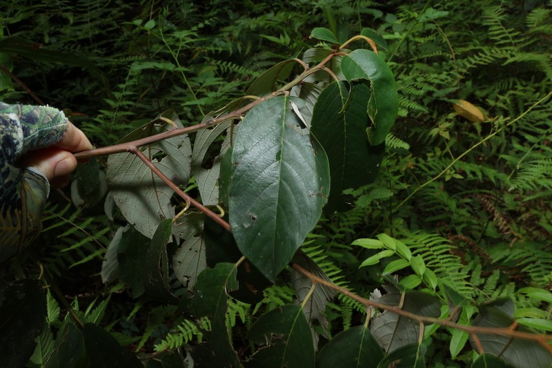 Alphitonia petriei photo 8