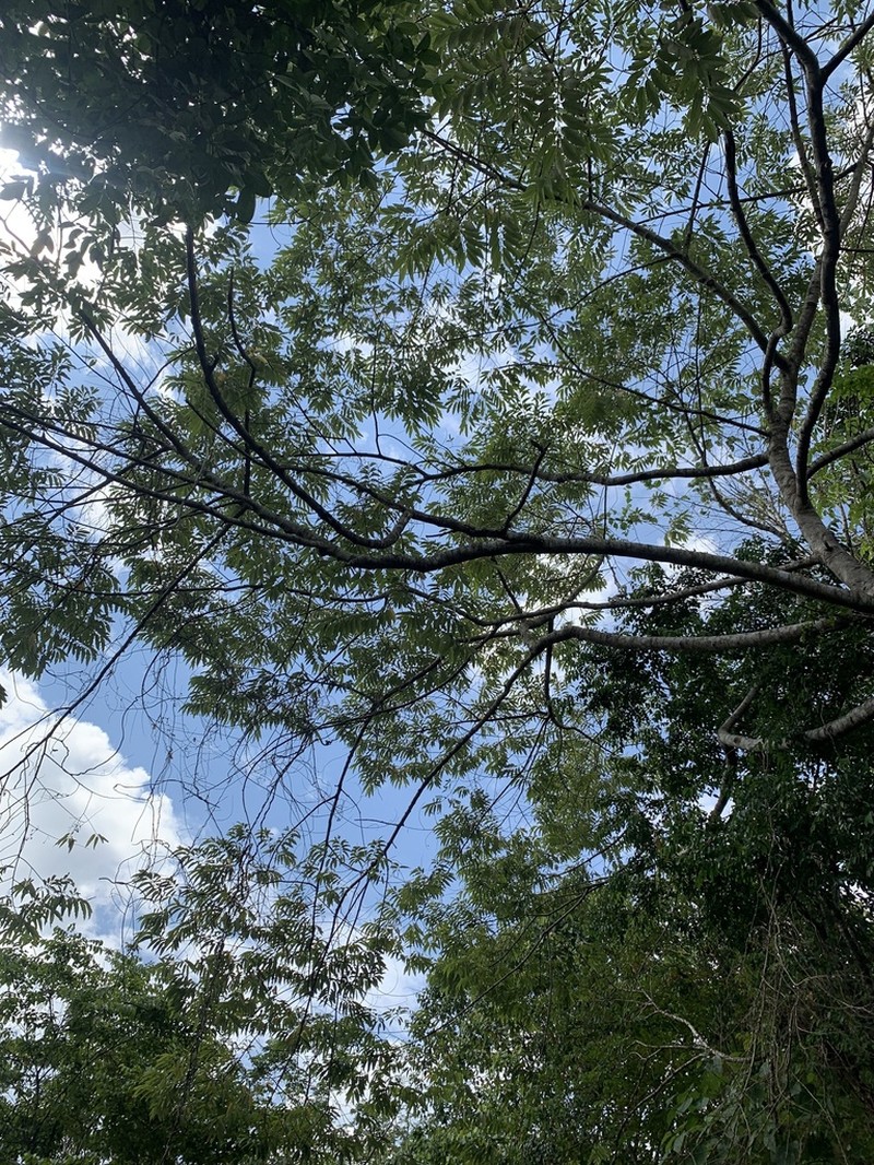 Alphitonia philippinensis photo 2