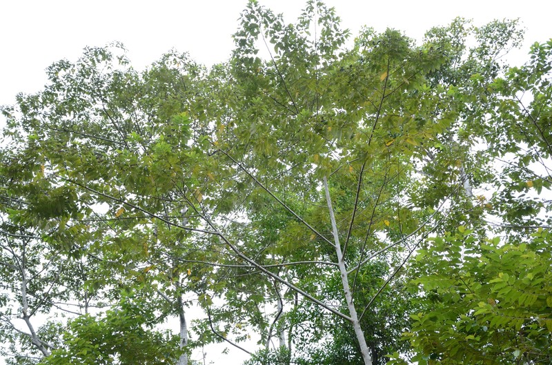 Alphitonia philippinensis photo 3
