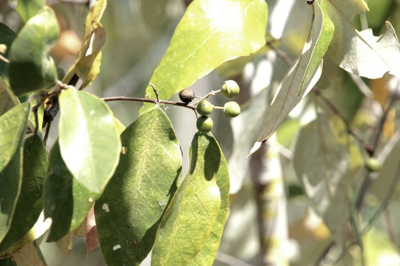 Alphitonia pomaderroides photo 2