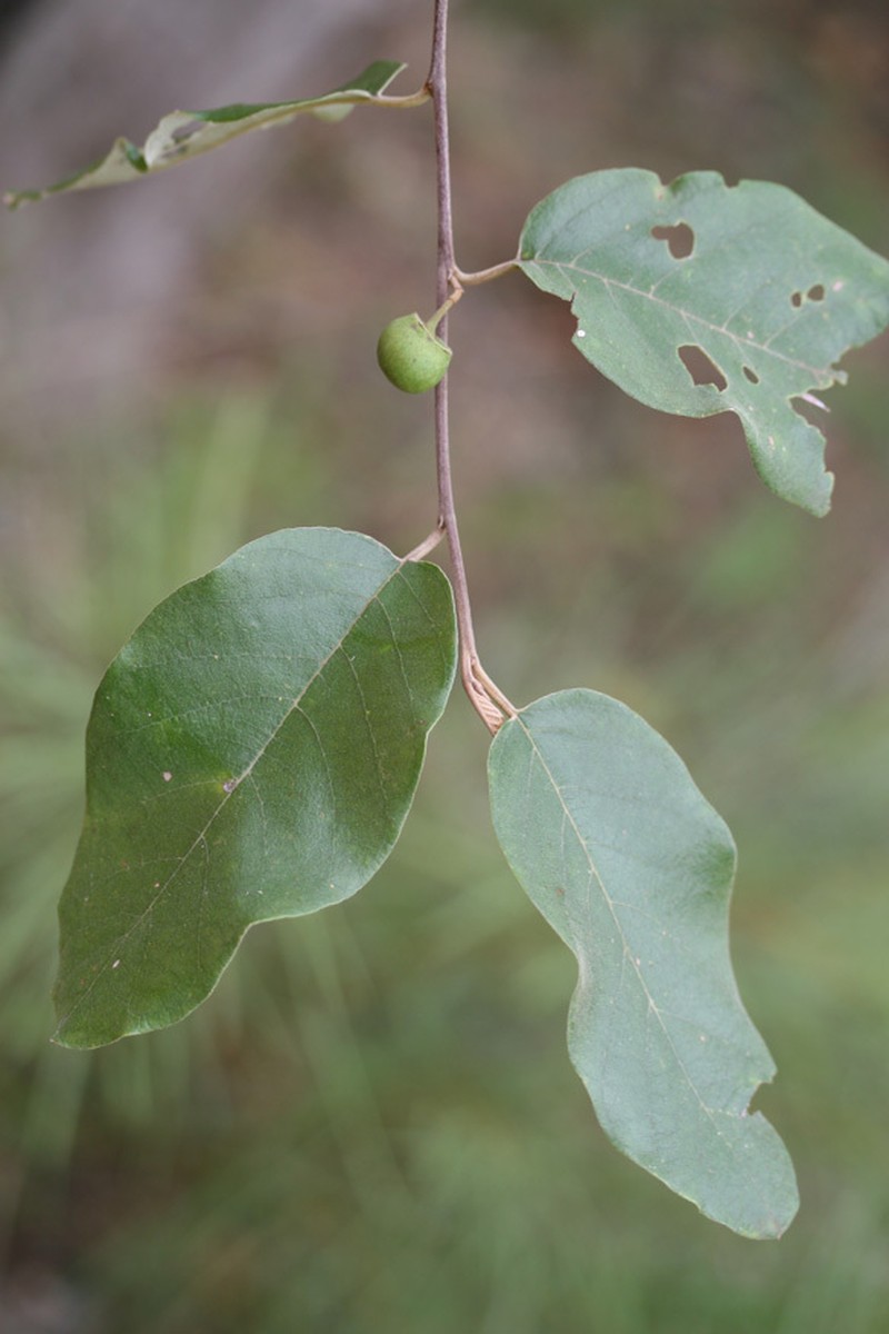 Alphitonia pomaderroides photo 3
