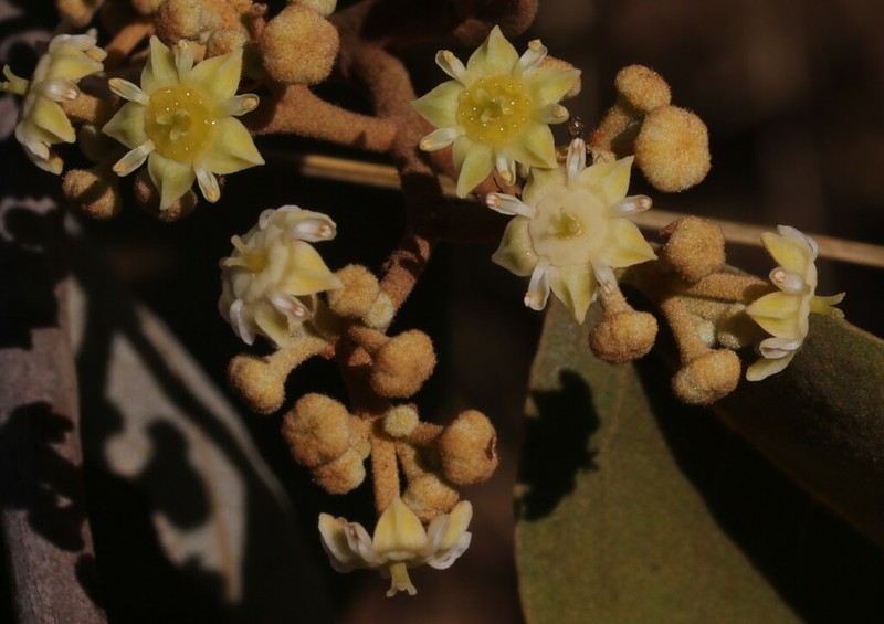 Alphitonia pomaderroides photo 4