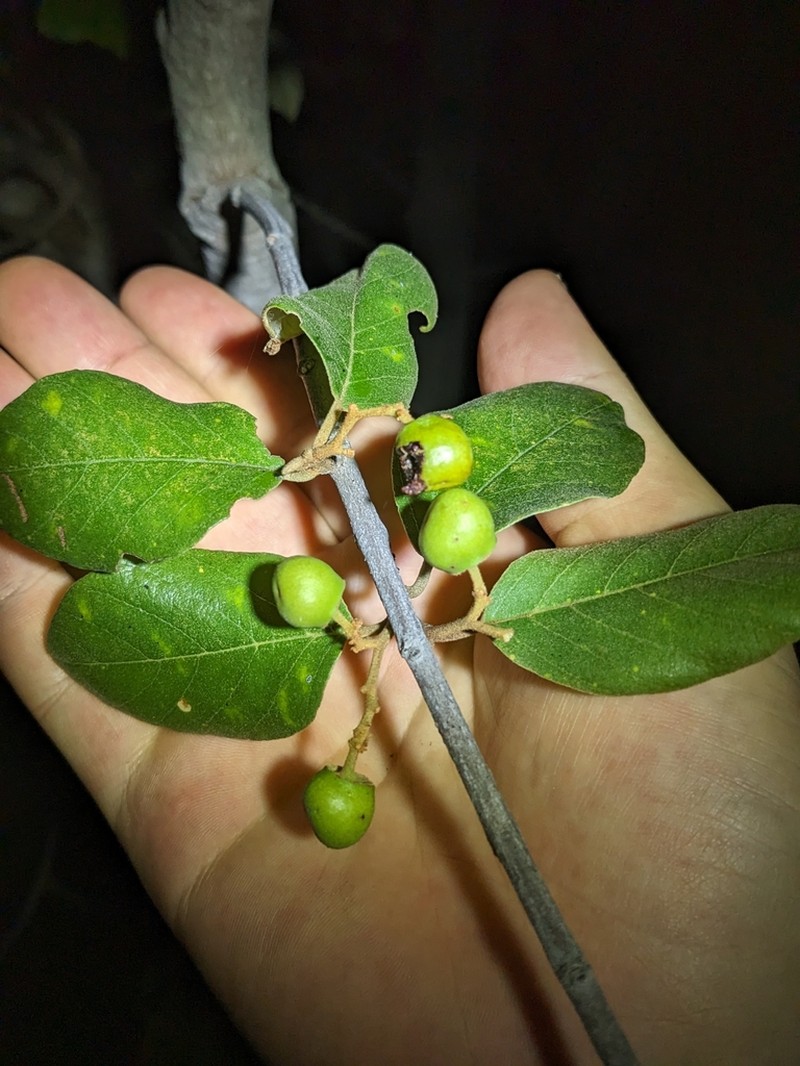 Alphitonia pomaderroides photo 5