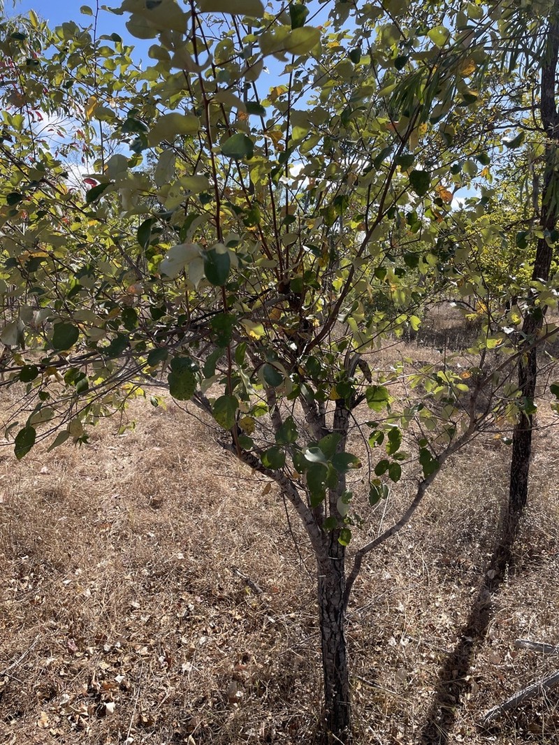 Alphitonia pomaderroides photo 7