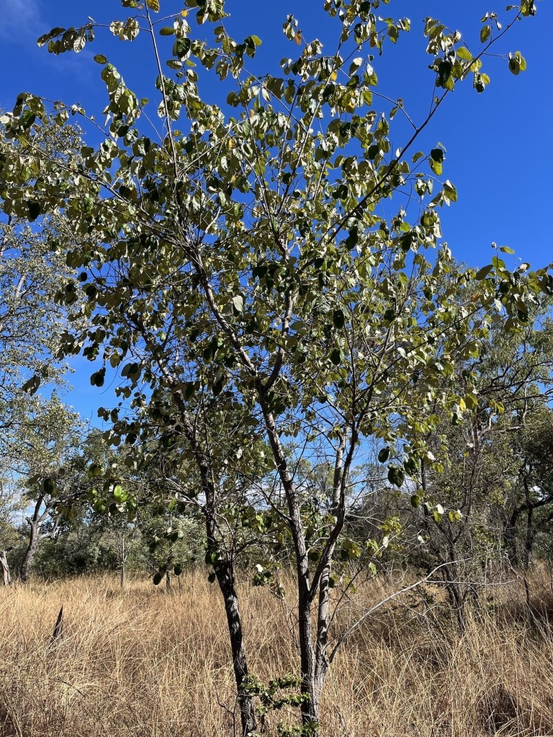 Alphitonia pomaderroides photo 8
