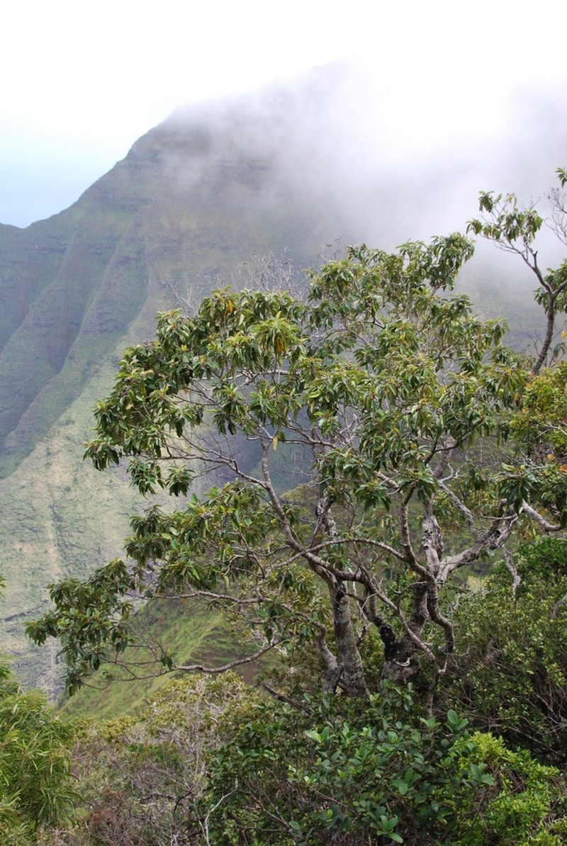 Hawai'I Kauilatree photo 5