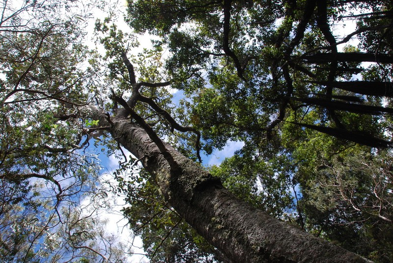 Hawai'I Kauilatree photo 7