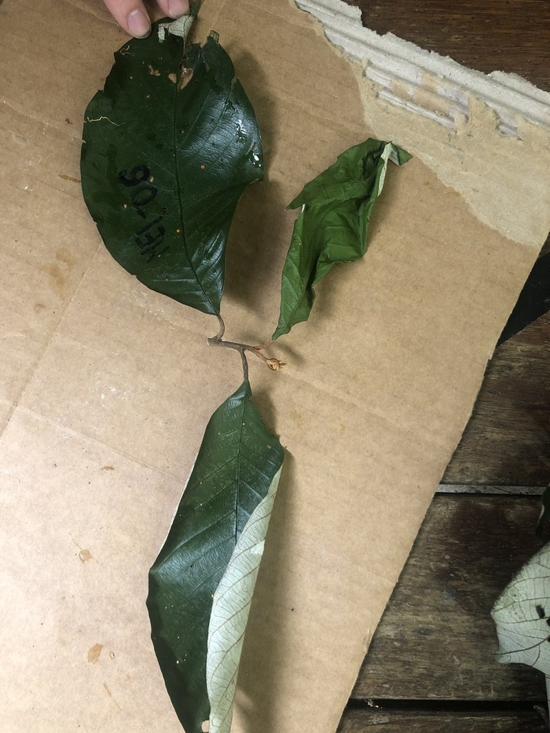 Alphitonia whitei photo 2