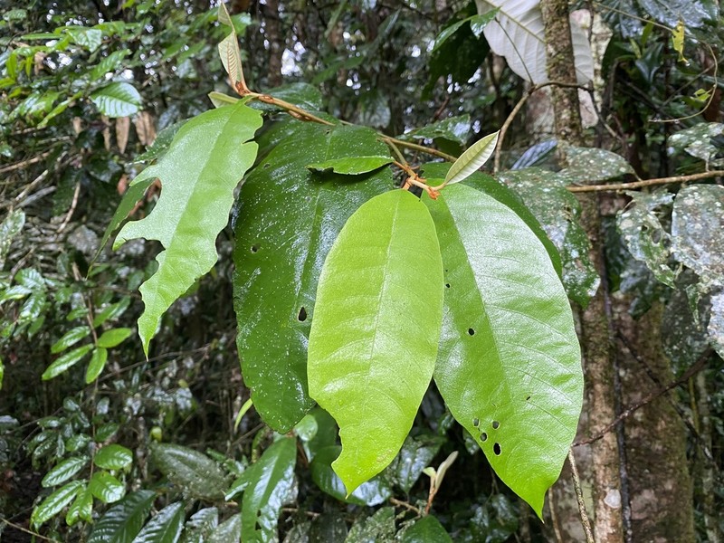 Alphitonia whitei photo 3