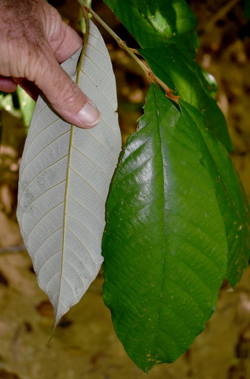 Alphitonia whitei photo 4