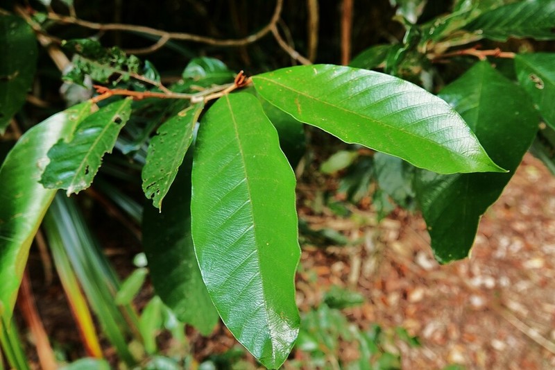 Alphitonia whitei photo 5