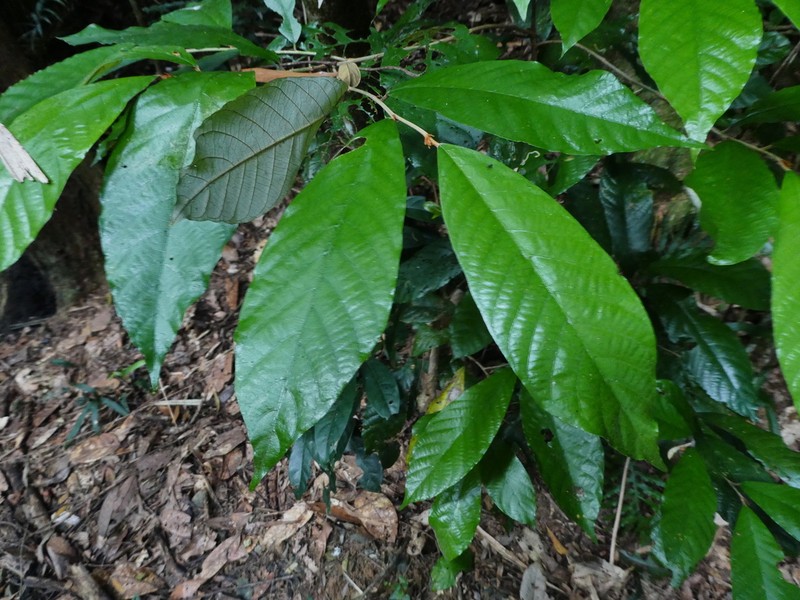 Alphitonia whitei photo 6